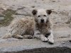 CH8A 1189.jpg Le chien de notre retaurant à Mandala