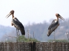 CH8A 0406.jpg Marabouts argalas Leptoptilos dubius à la décharge de Guwahati dans l'Assam