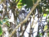 CH8A 0423.jpg Chevêchette à collier Glaucidium brodici (Singchung Bugun Village Community Reserve (SBVCR))