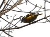 CH8A 0524.jpg Alcippe à poitrine dorée Lioparus chrysotis au Bompu camp