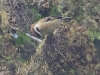 CH8A 0534.jpg Alcippe à tête marron Schoeniparus cartaneceps au Bompu camp