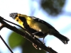 CH8A 0603.jpg Mésange à dos tacheté Parus spilonotus au conservatoire d'Eaglenest WLS sous Bompu Camp