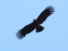 CH8A 0608.jpg Aigle noir Icthyophaga ichthyaetus au conservatoire d'Eaglenest WLS au-dessus de Bompu camp