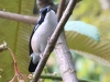 CH8A 0635.jpg Allotrie siamoise ou de Blyth Pteruthius aeralatus au conservatoire d'Eaglenest WLS dessous Bompu camp