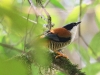 CH8A 0649.jpg Cutie du Népal Cutia nipalensis au conservatoire d'Eaglenest WLS dessous Bompu camp