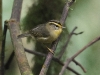 CH8A 0764.jpg Pouillot de Tickell Phylloscopus affinis au conservatoire d'Eaglenest WLS près de Bompu camp