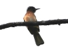 CH8A 0842.jpg Bulbul de Mac Clelland Ixos mcclellandii  au conservatoire d'Eaglenest WLS près de Sessni
