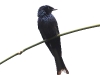 CH8A 0859.jpg Drongo bronzé Dicrurus aeneus au conservatoire d'Eaglenest WLS près de Khellong
