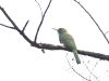 CH8A 0865.jpg Guépier à  barbe bleue Nyctyornis athertoni au conservatoire d'Eaglenest WLS près de Khellong