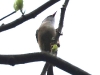 CH8A 0873.jpg Yuhina à menton noir Yuhina nigrimenta Eaglenest WLS & Surroundings--Khellong