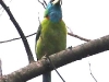 CH8A 0889.jpg Barbu à gorge bleue Megalaima asiatica au conservatoire d'Eaglenest WLS près de Khellong