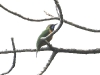 CH8A 0903.jpg Verdin de Hardwicke Chloropsis hardwickii au conservatoire d'Eaglenest WLS près de Khellong