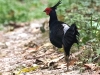 CH8A 0932.jpg Faisan leucomèle Lophura leucomelanos au conservatoire d'Eaglenest WLS près de Bompu camp