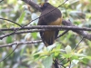 CH8A 1039.jpg Trogon de Ward Harpactes wardi Eaglenest WLS & Surroundings--Lama Ca