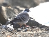 CH8A 1062.jpg Pigeon des neiges Columba leucotona au col de Sela 