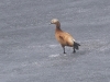 CH8A 1068.jpg Tadorne casarca Tadorna ferruginea au col de Sela