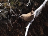 CH8A 1073.jpg Troglodyte mignon Troglodytes troglodytes à Chariduar sur la route de Tawang