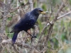 CH8A 1117.jpg Arrenga siffleur Myophonus caerulus à Jaswant Gad