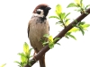 CH8A 1124.jpg Moineau friquet Passer montanus à Chug valley