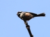 CH8A 1144.jpg Mésange à tête rousse Aegithalos concinnus à Barchipaam Middle School