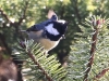 CH8A 1268.jpg Mésange noire Periparus ater au col de Sela