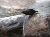 CH8A 1347.jpg Cincle de Pallas Cinclus pallasii au pont sur la rivière Dirang à Chariduar sur la route de Tawang 