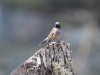 CH8A 1397.jpg Gobemouche à bavette orange Ficedula strophiata sur la route du Bhoutan