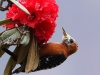 CH8A 1436.jpg Pic à ventre fauve Dendrocopos hyperythrus sur la route vers le parc national de Nameri