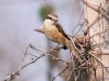 CH8A 1545.jpg Pie-grièche brune Lanius cristatus au camp de Jia Bhoroli Wildlife 