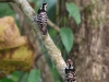 CH8A 1560.jpg Pics à coiffe grise Dendrocopos canicapillus au camp de Jia Bhoroli Wildlife 
