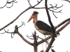 DSCN 3618.jpg Marabout chevelu Leptoptilos javanicus à Kachari Gaon dans l'Assam