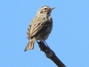DSCN 3720.jpg Pipit à dos olive Anthus hodgsoni au conservatoire d'Eaglenest WLS près de Lama camp