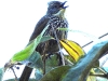 DSCN 3810.jpg Bulbul strié Pycnonotus striatus au Singchung Bugun Village Community Reserve (SBVCR)