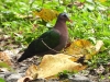 DSCN 4258.jpg Colombine turvert Chalcophaps indica au conservatoire d'Eaglenest WLS près de  Sessni