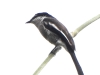 DSCN 4274.jpg Hémipe gobemouche Hemopus picatus Eaglenest WLS près de Khellong