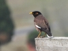 DSCN 4351.jpg Martin triste Acridotheres tristis à Rupa