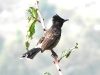 DSCN 4379.jpg Bulbul à ventre rouge Pycnonotus cafer à Rupa
