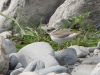 DSCN 4383.jpg Pluvier à long bec Charadrius placidus à Rupa, West Kameng, Arunachal Pradesh, India