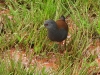 DSCN 4501.jpg Marouette bicolore Porzana bicolor à Rama Camp