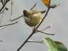 DSCN 4569.jpg Yuhina à cou roux Yuhina flavicollis sur la route de Dirang à Mandala 
