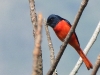 DSCN 4652.jpg Minivet à bec court Pericrocotus brevirostris sur la route de Dirang à Mandala 