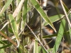 DSCN 4665.jpg Prinia à gorge noire Prinia atrogularis sur la route de Dirang à Mandala