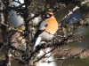 DSCN 4814.jpg Bouvreuil à tête rouge mâle Pyrrhula erythrocephala au col de Sela