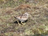 DSCN 4842.jpg Bécassine solitaire Gallinago solitarius sur la route de Chariduar à Tawang 