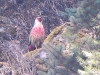DSCN 48656.jpg Ithagine ensanglantée mâle Ithaginis cruentus sur la route de Chariduar à Tawang 