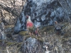 DSCN 48725.jpg Couple d'ithagines ensanglantées Ithaginis cruentus sur la route de Chariduar à Tawang 
