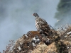 DSCN 4914.jpg Lervas des neiges Lerwa lerwa au col de Sela 