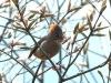 DSCN 5109.jpg Yuhina à ventre roux Yuhina occipitalis sur la route de Mandala à Phudung