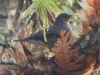 DSCN 5332.jpg Merle unicolore Turdus unicolor sur la route de Dirang à Mandala 