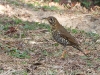DSCN 5359.jpg Grive de Hodgson Zoothera molissima sur la route de Dirang à Mandala 